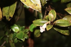 Codonanthopsis