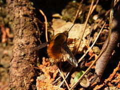 Bombylius major