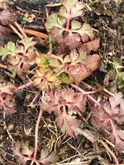 Geranium robertianum