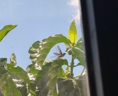 Mellisuga minima