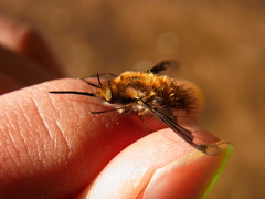 Bombylius major