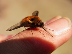 Bombylius major