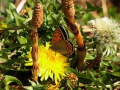 Lycaena phlaeas daimio