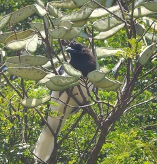 Cyanocorax cristatellus