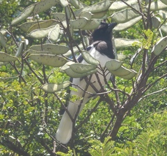 Cyanocorax cristatellus