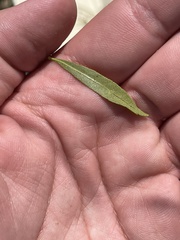 Morella cerifera image