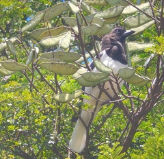 Cyanocorax cristatellus