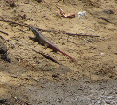 Trachylepis quinquetaeniata