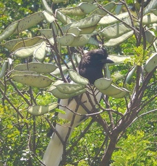 Cyanocorax cristatellus