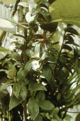 Codonanthopsis crassifolia