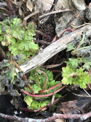Geranium robertianum