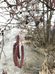 Alnus glutinosa