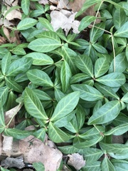 Vinca minor