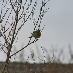 Cyanistes caeruleus