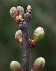 Prunus spinosa
