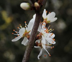 Prunus spinosa
