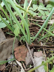 Allium chinense