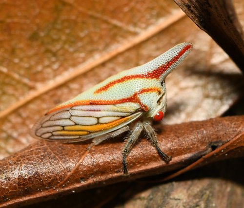 Oak Treehopper photo 5