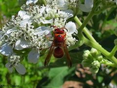 Euodynerus pratensis