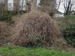 Fallopia baldschuanica