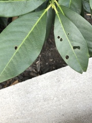 Wilsonomyces carpophilus