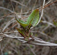 Fallopia baldschuanica
