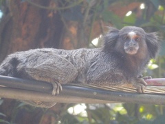 Callithrix penicillata