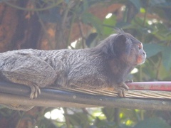 Callithrix penicillata