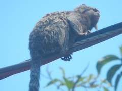 Callithrix penicillata