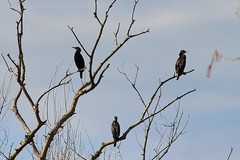 Phalacrocorax carbo