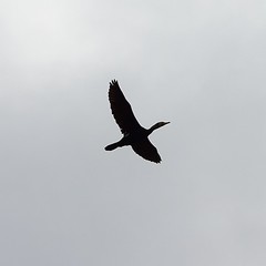 Phalacrocorax carbo