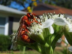 Euodynerus pratensis