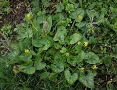 Ficaria verna fertilis