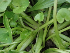 Ficaria verna fertilis