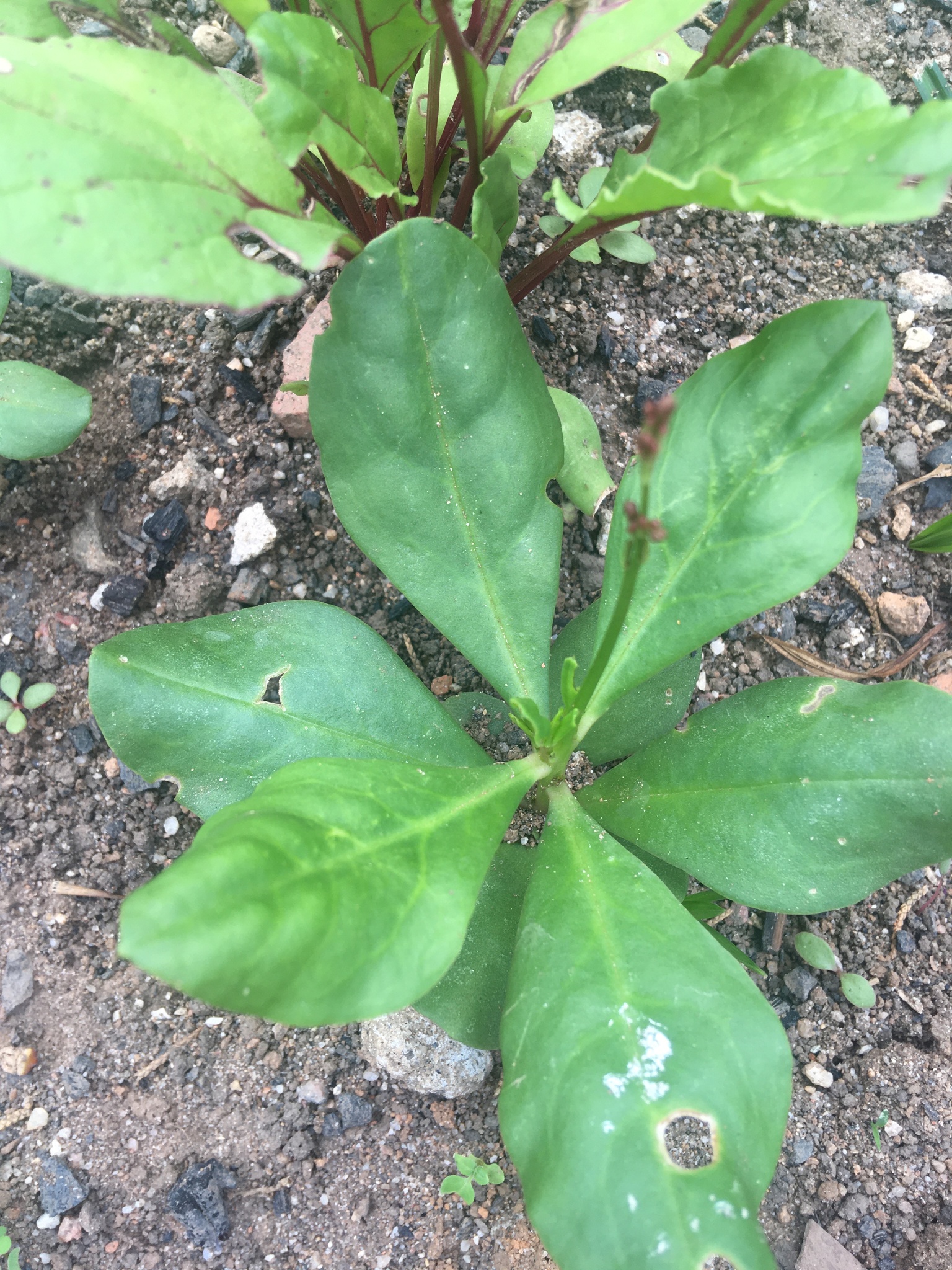 Talinum paniculatum