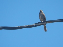 Sporophila caerulescens