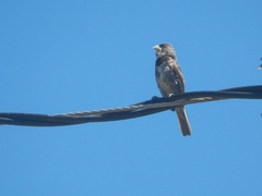 Sporophila caerulescens