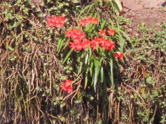 Cyrtanthus sanguineus