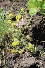 Alyssum montanum gmelinii