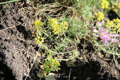 Alyssum montanum gmelinii