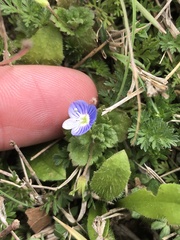 Veronica persica