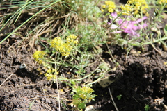 Alyssum montanum gmelinii