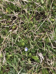 Veronica persica