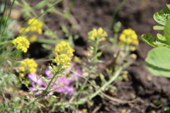 Alyssum montanum gmelinii
