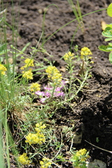 Alyssum montanum gmelinii