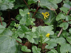 Ficaria verna fertilis