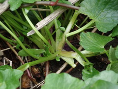 Ficaria verna fertilis