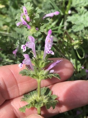 Lamium amplexicaule