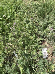 Lamium amplexicaule