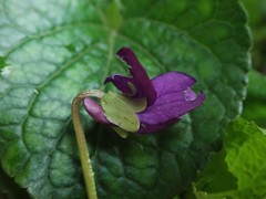 Viola odorata